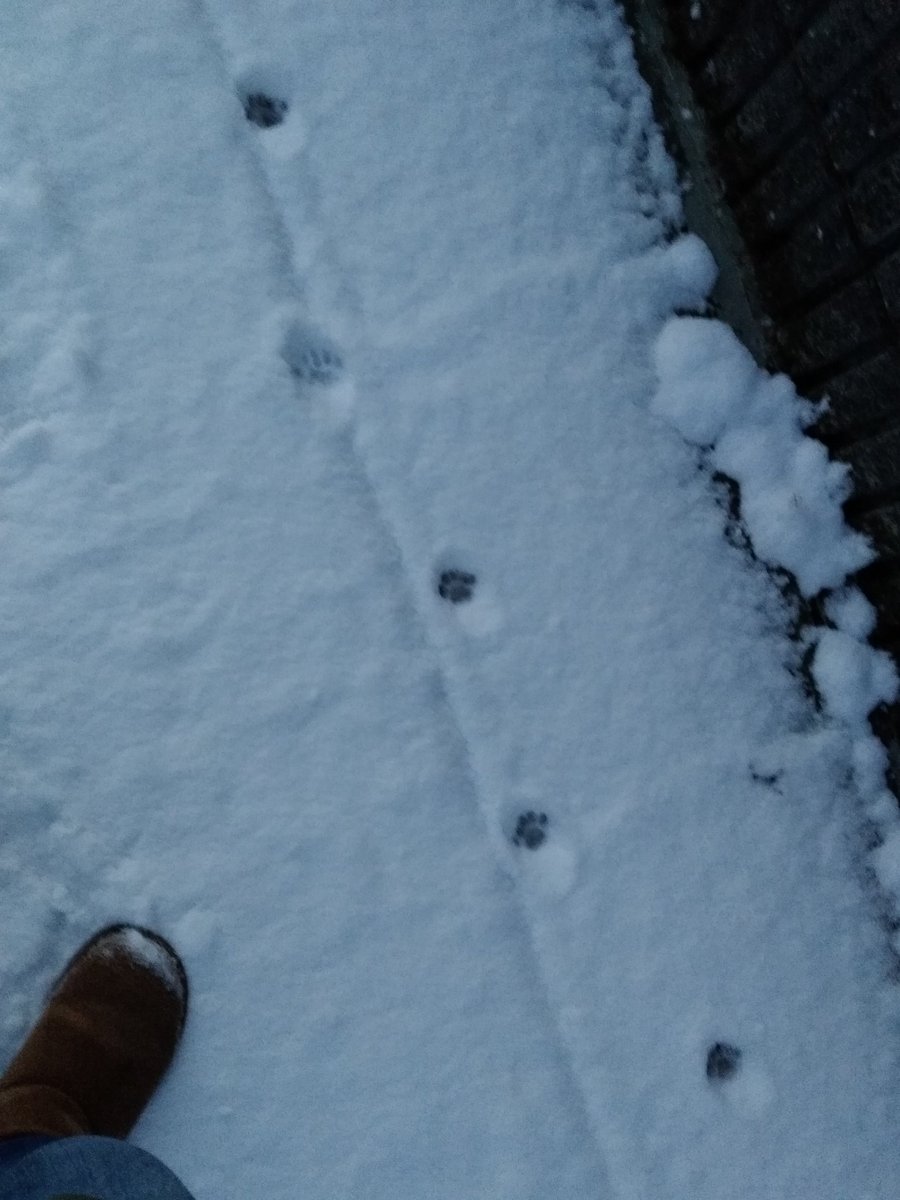 kaniyama123's tweet photo. 今日は、雪がすごかったのでテンション低めで歩いて会社まで行ったけど道に猫ちゃんの足跡みたいなのあってかなりテンション上がった。。。そして、しみじみと写真を撮るのが趣味って言えるような人生が良かったなと思った https://t.co/MMgkouiCts