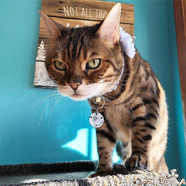 LuckyBrenna's tweet photo. Seriously not happy that it’s only Thursday!!! LONGEST WEEK EVER!!!
...
#thursday #blues #greeneyes #nothappy #unthrilled #sunshine #pissykitty #notamused #isitfridayyet #ladybrennaoffairfax #cat #cats #catsofinstagram #catsagram #catsofworld #kitty #kat… https://t.co/grSaHZ9sMc https://t.co/TIrgNjDy1j