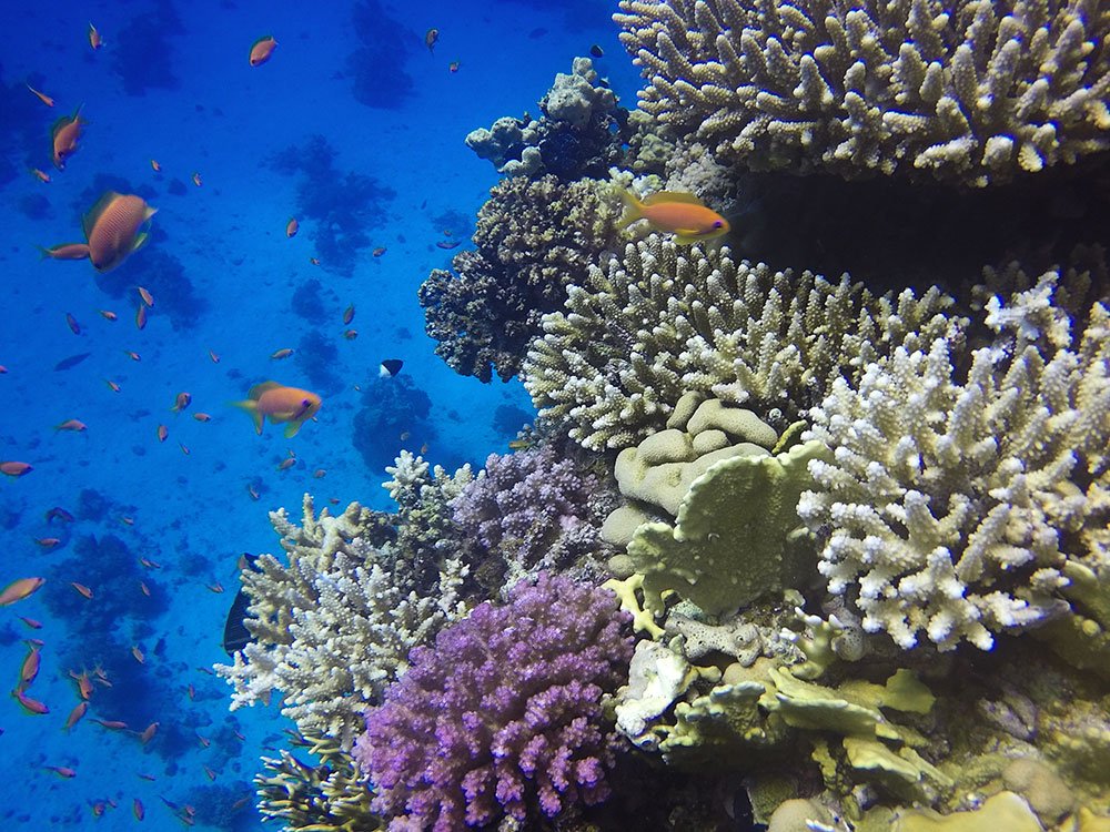 Amazing holiday last week diving in the Red Sea and discovering new underwater inspirations.. I feel some new designs coming on but in the meantime you can see my current Under the Sea-inspired products here: ow.ly/kMZT30hYCWB