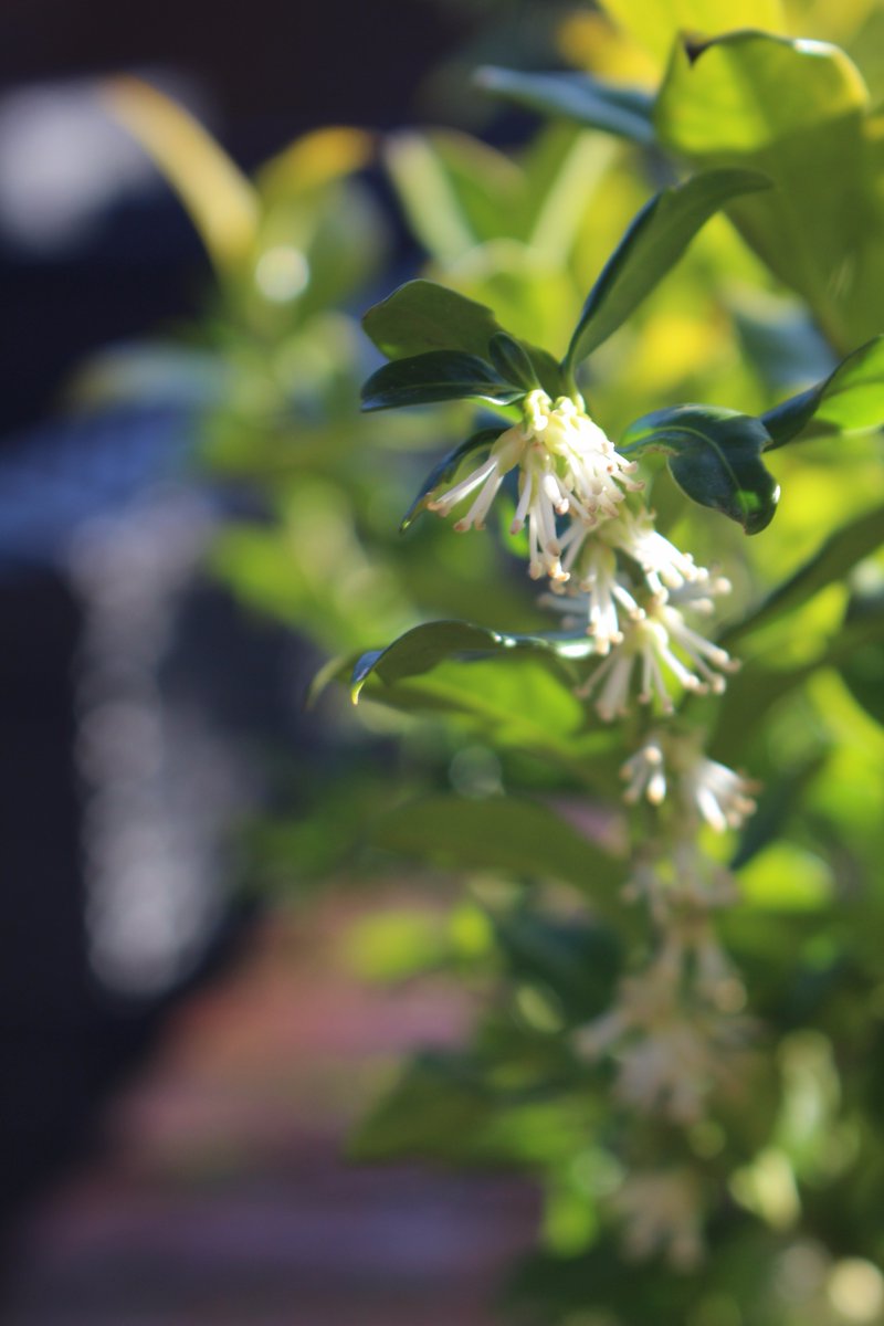 Stunning setting for photography today - The Master Builders at Buckler's Hard - great idea to underplant structures with Sarcococca for heavenly winter scent . <a href="/masterbuildUK/">The Master Builder's</a> #newforest #wintersunshine
