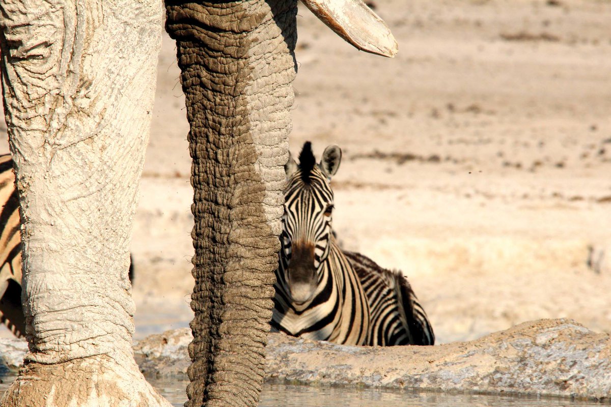 #Namibia - hier erlebt ihr den #LuxusderWeite mit #ReiseserviceAfrica.
Ursprüngliche Landschaften, die faszinierende Tierwelt 🦓🦁🐾 im #EtoshaNationalpark und die sagenhaften Dünen- und Felsenlandschaften🏜️der #Namibwüste machen Namibia zu einem spannenden Reiseziel.
