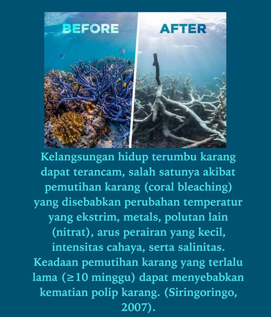 nudibranch_uin's tweet photo. Ekosistem terumbu karang memiliki banyak manfaat salah satunya sebagai tempat berlangsungnya hidup biota bawah laut. Oleh itu, ekosistem terumbu karang harus tetap terlindungi dari kondisi yang disebut "Coral Bleaching". Biru darah kami! https://t.co/EAIRYHFpOg