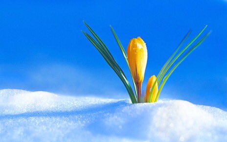 Hamworldo's tweet photo. My dear #Twitterfriends 😊Words can't describe how #thankful I am for having each &amp; everyone of you. Please accept my #endless #gratitude 🦋I consider myself heartily privileged of having you, #thanks a million 🙏🏽🌸 https://t.co/5cMNoYFWT6