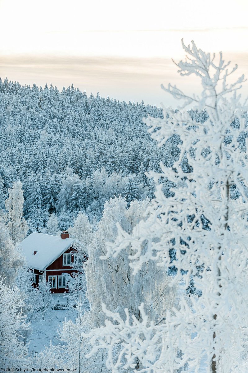 swedennewyork's tweet photo. #FunFactSweden Did you know 57% of Sweden consists of forest? https://t.co/tyvrlTI2Iz