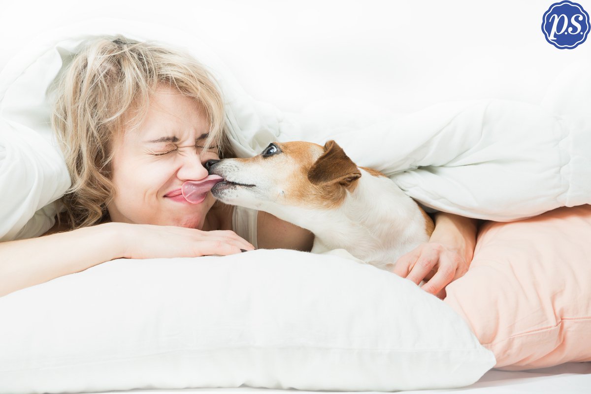 PrimeSleep's tweet photo. Do you have an alarm that wakes you up or a dog? Tell us your favorite way to be woken up! https://t.co/xAGvaREMZY