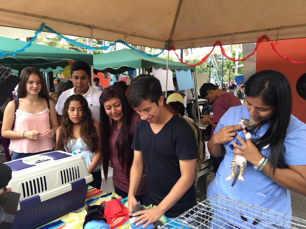 UdeGuayaquil's tweet photo. #NoticiasUG 🗞🐱
El proyecto universitario @gatitosUG  organiza la I Feria de Adopción felina de gatitos rescatados en la Cdla. Salvador Allende, los cuales son puestos en adopción en la Plaza de Bienestar Estudiantil. https://t.co/dEgNLIES65