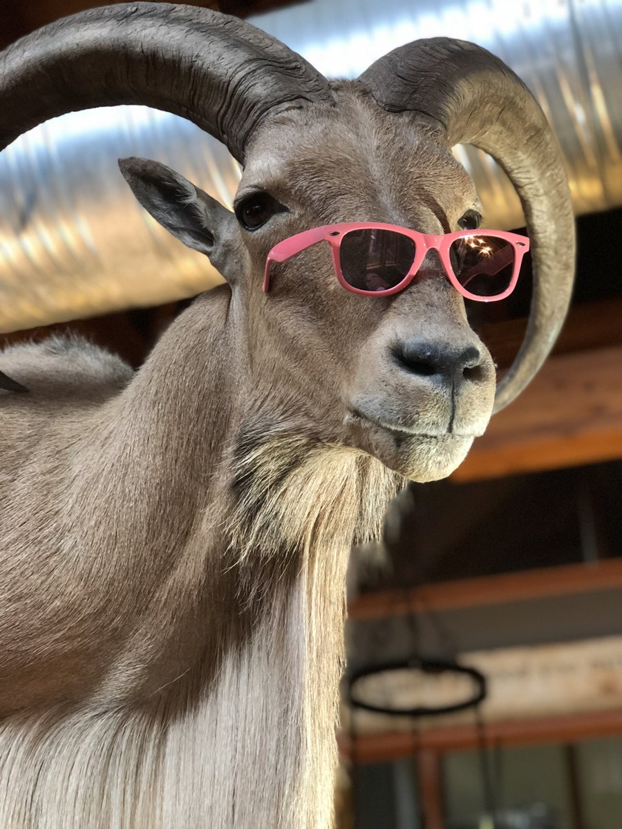 dbbrewingco's tweet photo. The G.O.A.T. is coming! Stay tuned, details on our newest #DBbeer rotating lager release coming this February! #beerrelease https://t.co/LuB9vdTXjQ