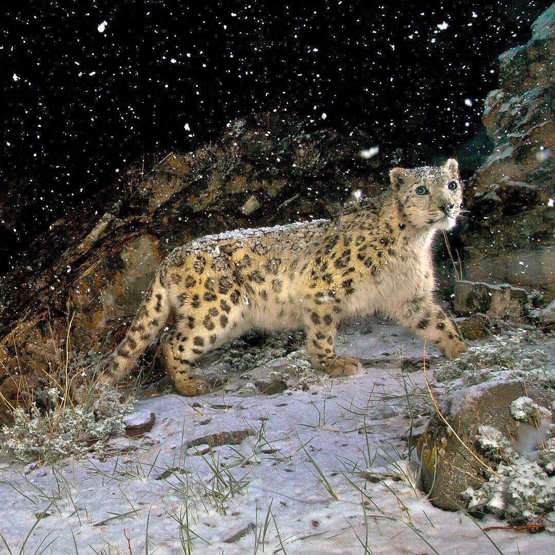 andbeyondtravel's tweet photo. Dubbed the #mountainghost or #greyghost, the elusive &amp; solitary #snowleopard is well adapted for the harsh, cold climate high up in the mountains. Join us on our snow leopard small group journey. @stevewinterphoto #travelandbeyond #andbeyondasia https://t.co/IFDKH9YApi