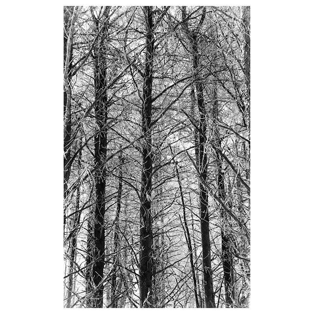 Spiritoradio's tweet photo. Trying to break a photography block
#Sony #sonyalpha #sonya6000 #Sigma #sigmaart #sigmaartlens #30mm #Duluth #Minnesota #DuluthMN #minnstagramers #capturemn #exploremn #blackandwhite #monochrome #nature #trees🌳 #winter #mncommunity #mncommduluth #th… https://t.co/FqFL5sLQym https://t.co/Y2yAWM53Sh
