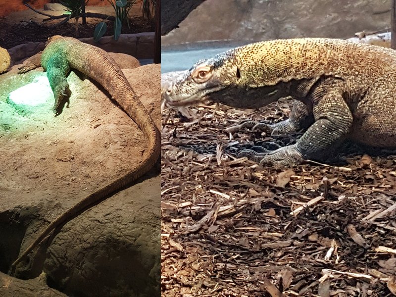 The Dragons are Leaving Next Month dlvr.it/QCkrc6 https://t.co/3eQrSSNg2J