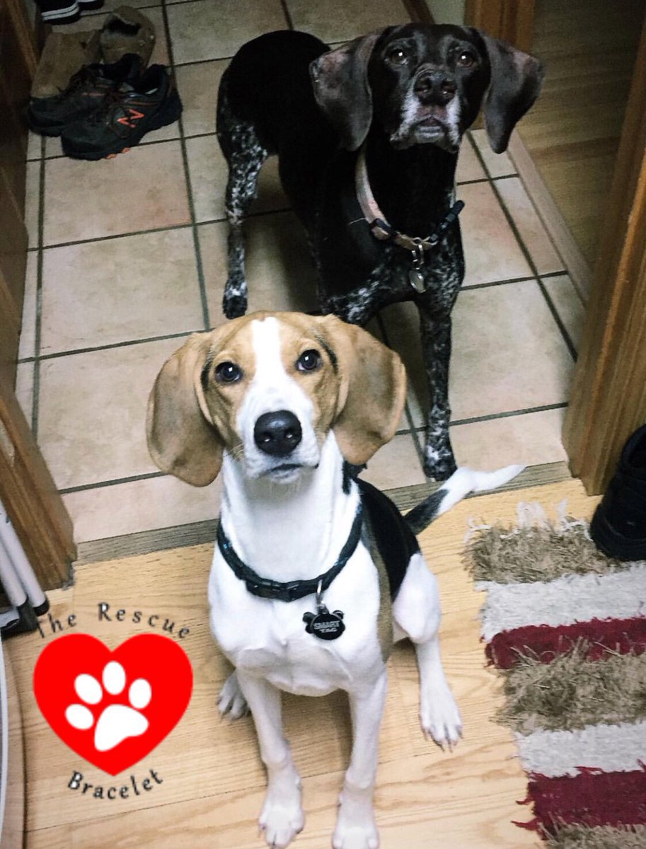 rescuebracelet's tweet photo. Look at these lovelies ♥️ #dogsofinstagram #doglovers #rescuedog #rescuebracelet 
To help them visit https://t.co/8Fn9BflCMl
DM for coupon codes! https://t.co/yZO480uBxU