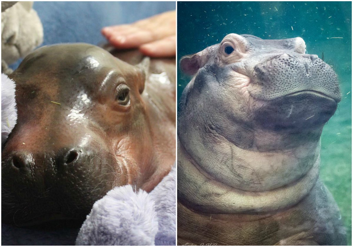 CincinnatiZoo's tweet photo. What a difference a year makes!! Following Fiona's journey has taught us so many lessons. What is one thing Fiona has taught you? #teamfiona #TBT https://t.co/2gN9odMYAM