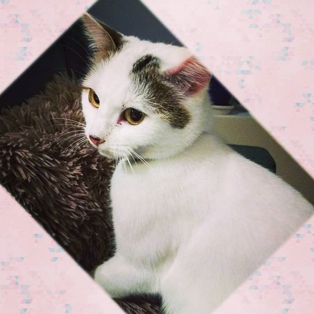 Reposting @instaestree_:
#coucou 😺
👋
😊
#chat #cat 😼 #tetedechat #catseyes #kittenface #lovemycat #instacat #naturelovers #cutecats