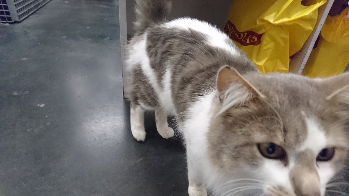 LeBlockFest's tweet image. Même les chats s'y mettent #blockchain à @42born2code 😂
Norminet veut lancer l'apero 🍷🍻🍾