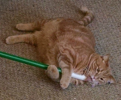 NetworkingPerks's tweet image. Beware of Dog but Be Afraid of the Cats! networkingperks.com/beware-of-dog-…