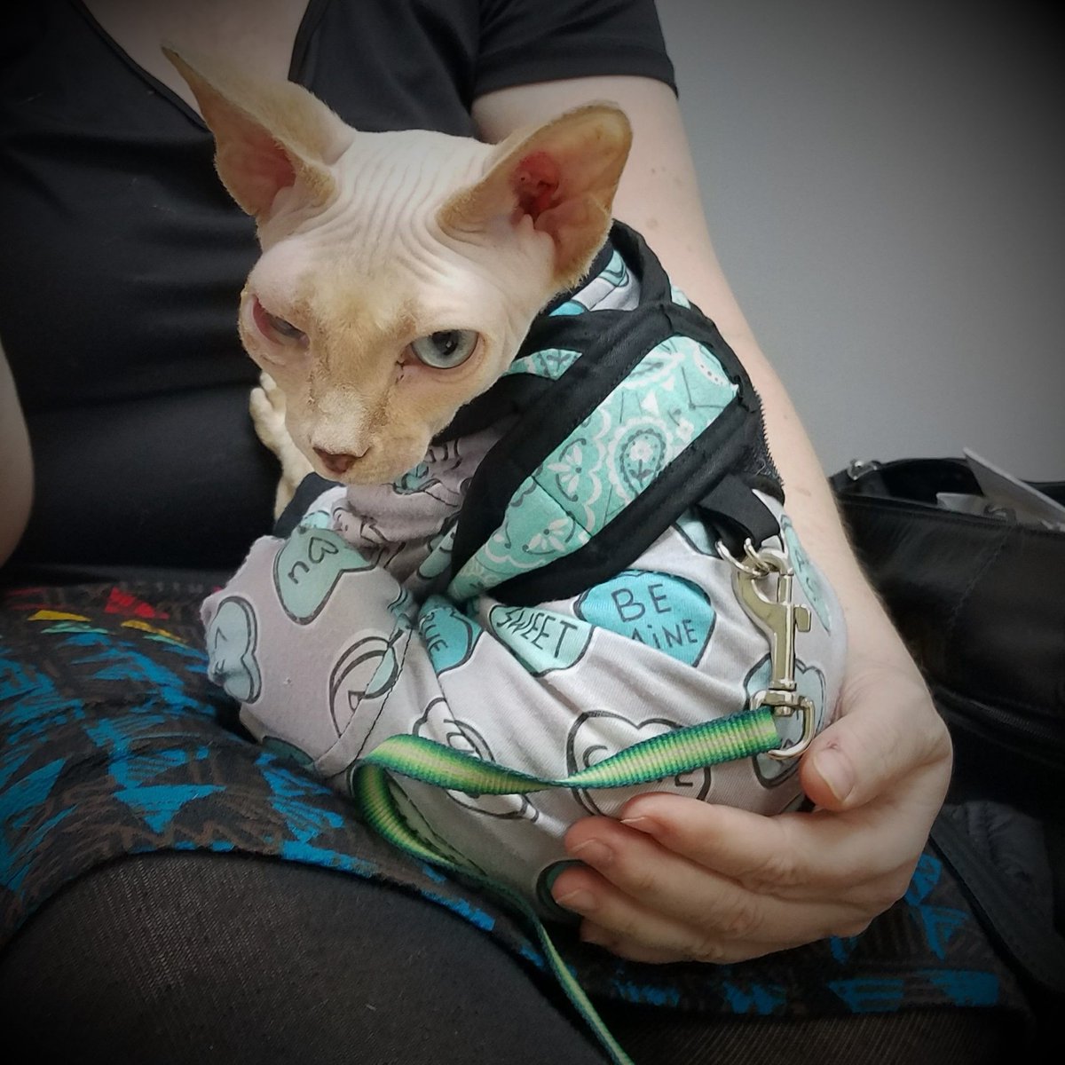 sphynx harness