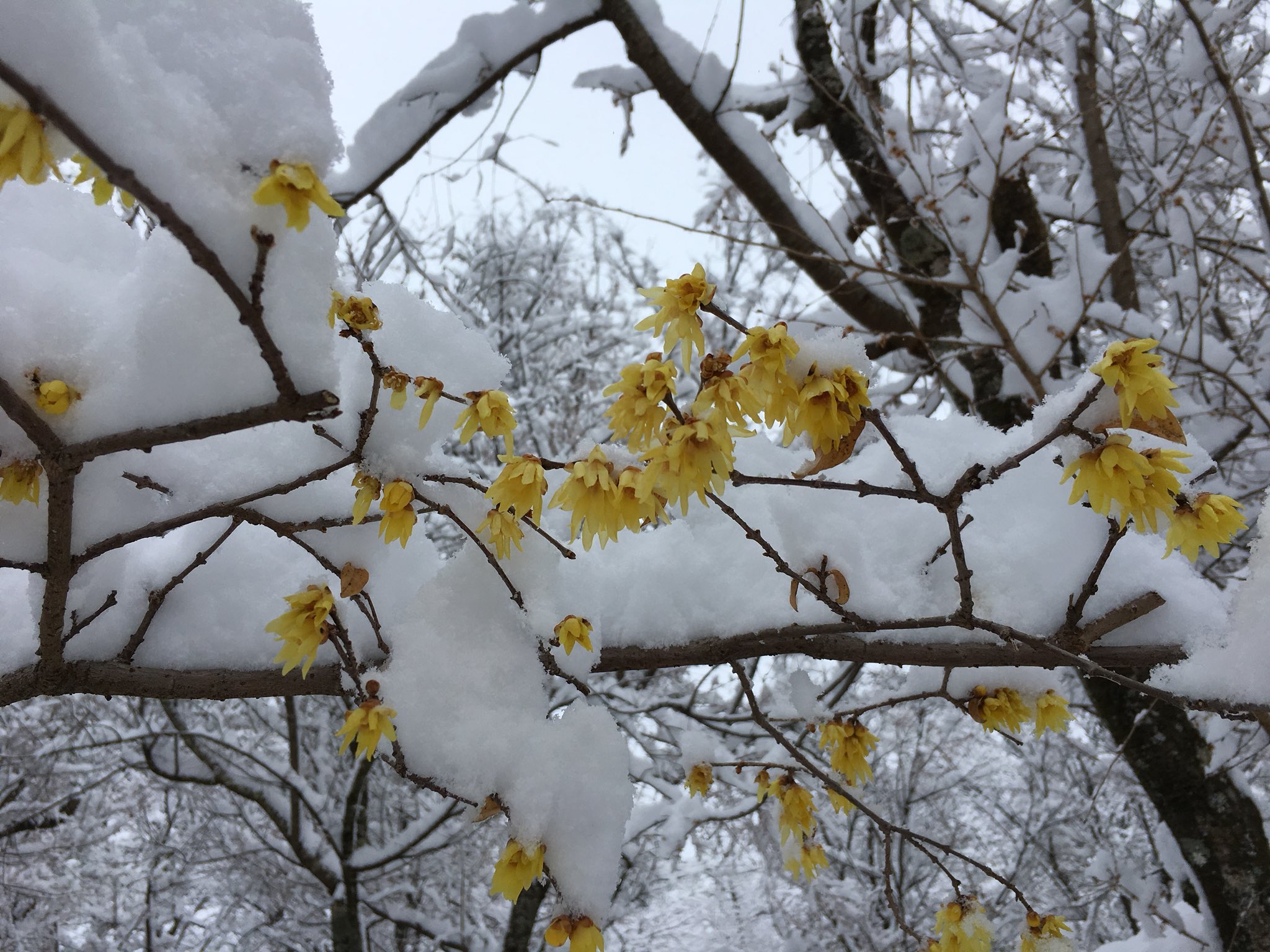 なっちゃん 神川町 神川町の城峯公園では雪の中でろう梅が咲き始めました 冬桜の宿神泉では 雪見露天風呂が楽しめます 気持ち良さそう 神川町 雪見露天風呂 冬桜の宿神泉 城峯公園 ろう梅 T Co Kovxth4rmu Twitter
