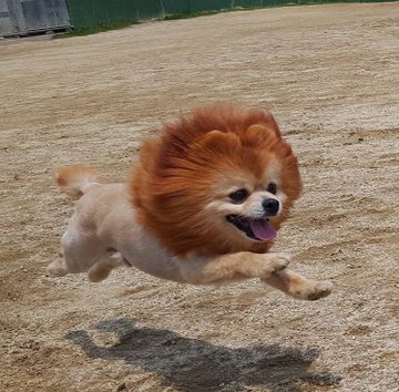 ポメラニアン七変化 かわいいポメラニアンのカット集 ペットと人と人をむすぶメディア Petribbon ペットリボン