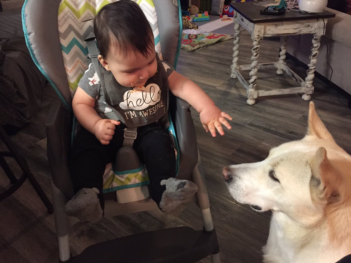 DenmanDogs's tweet photo. Tonight #babyDenman dropped cauliflower &amp; carrots. Yum! #KodaRae https://t.co/pGSVpy9Sa6