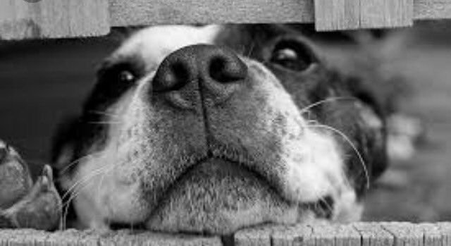 thinkinofmydog's tweet photo. Peek a boo, I see you! #pooch #dog #mansbestfriend #puppylove #love #cute https://t.co/6V4yIzlUXk