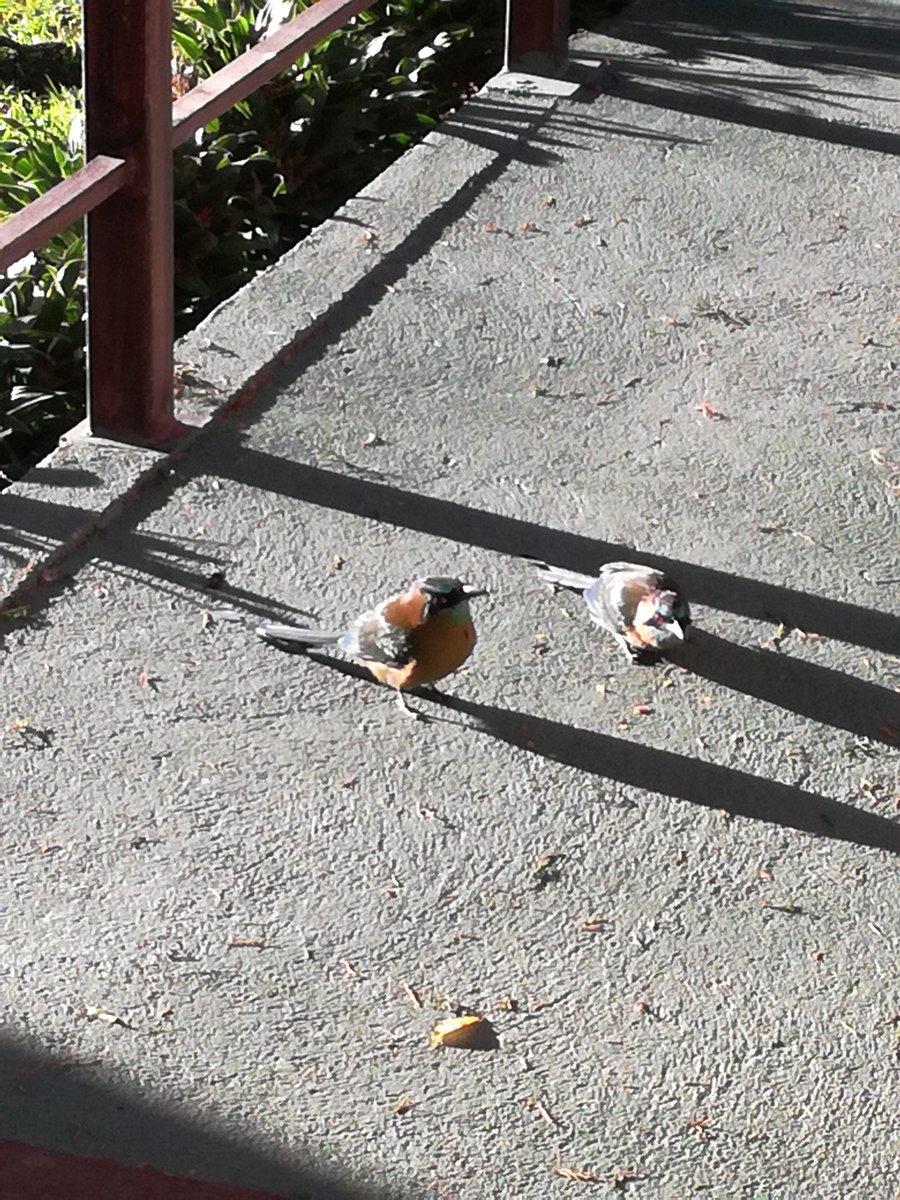 gerritdew10@gmail.co tweet media