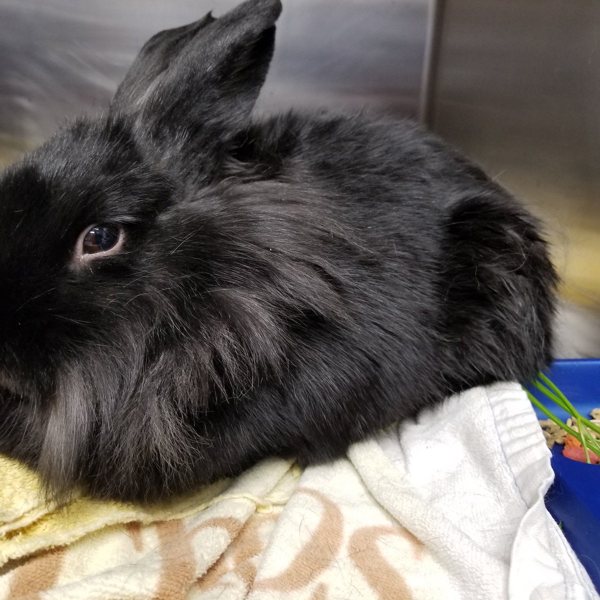 CBarry63's tweet photo. Yep!  We work with bunnies too!  This beautiful girl was spayed today and is resting comfortably waiting to go home. https://t.co/hh5jxf4RKx