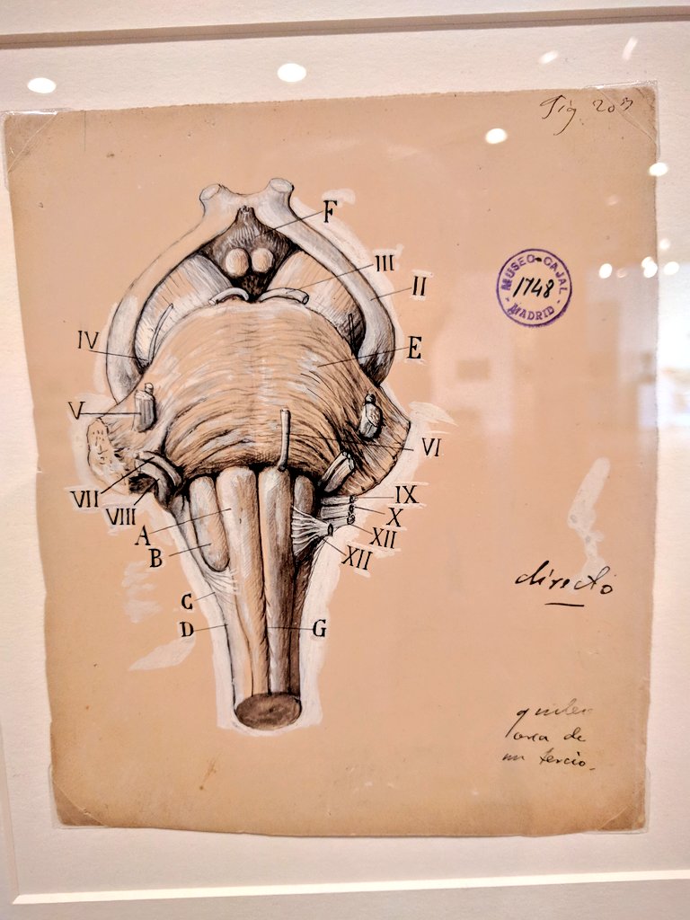 Realscientists A Couple More Drawings Including The Inner Ear Left And The Medulla Part Of The Brain Stem Right Beautifulbrain Sciart T Co oaqmdror