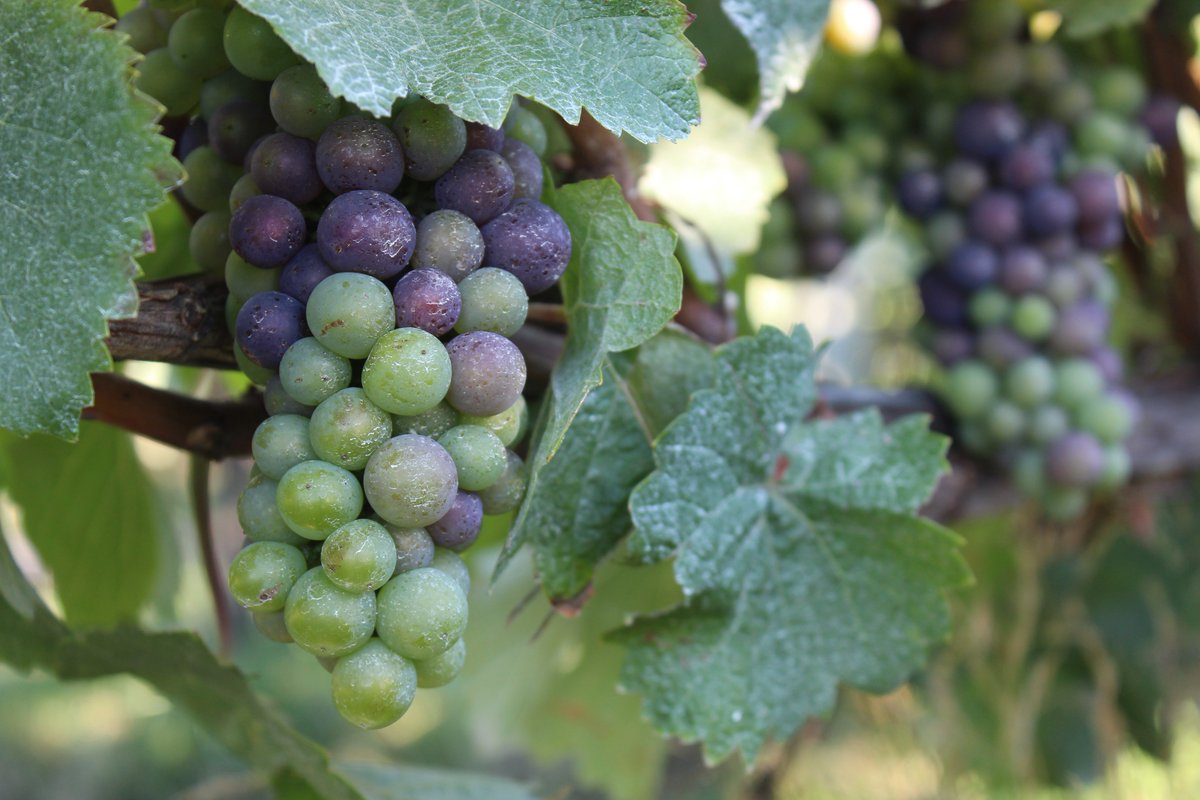 Clos Henri Vineyard tweet media