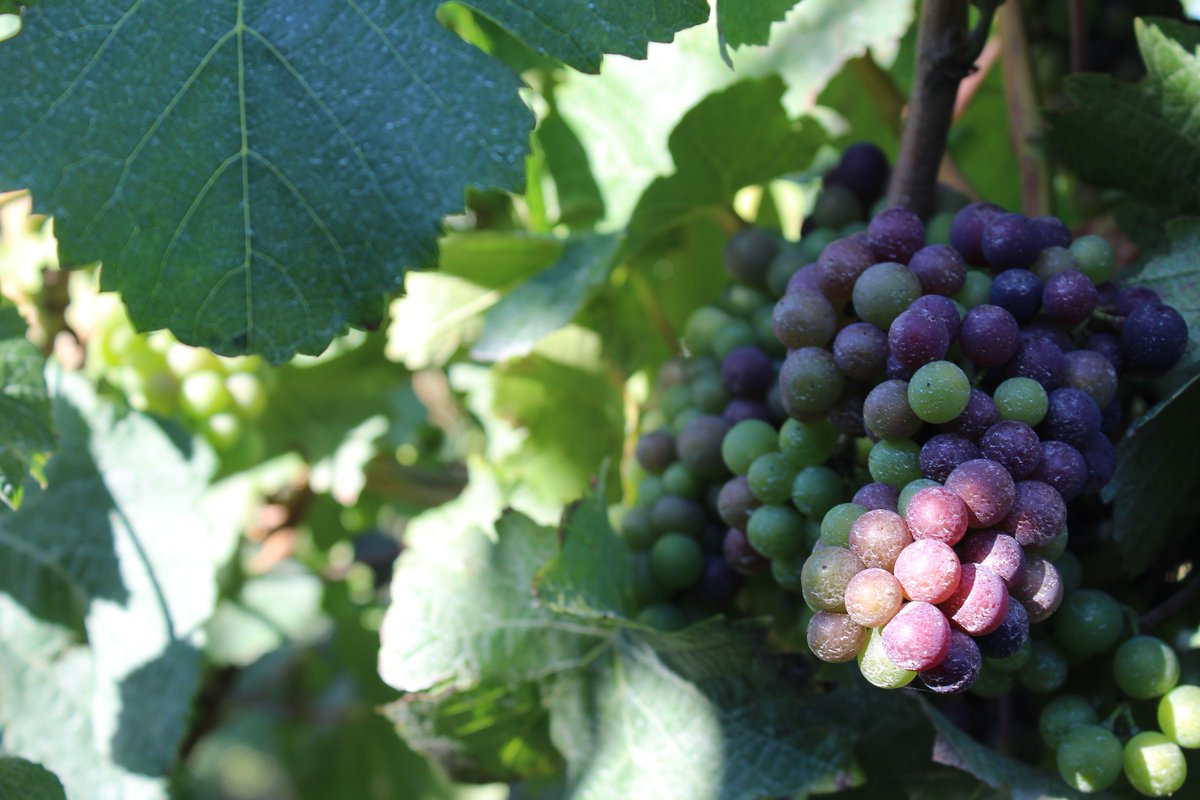 The veraison of our Pinot Noir has started! It's official, harvest is only a few weeks away! #2018vintage #harvestiscoming #marlboroughnz #veraison