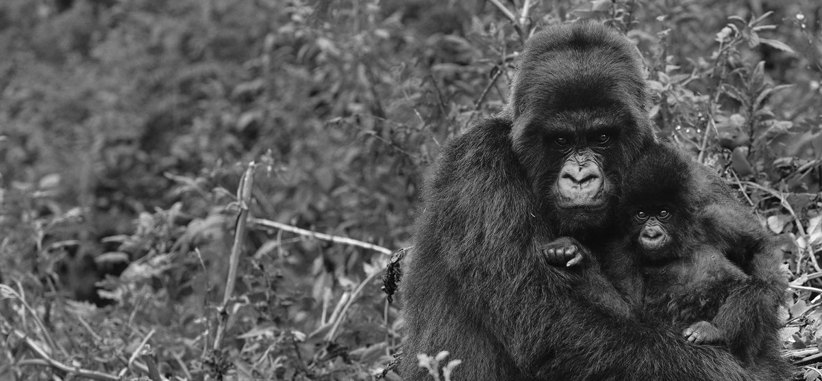squarespace's tweet photo. Ellen DeGeneres (@TheEllenShow) just launched her brand new Wildlife Foundation dedicated to the protection of gorillas. We're proud Squarespace was their platform of choice for such a heartwarming cause: https://t.co/Wax3CzQvCj #HappyBirthdayEllen https://t.co/q7qyyZHXx3