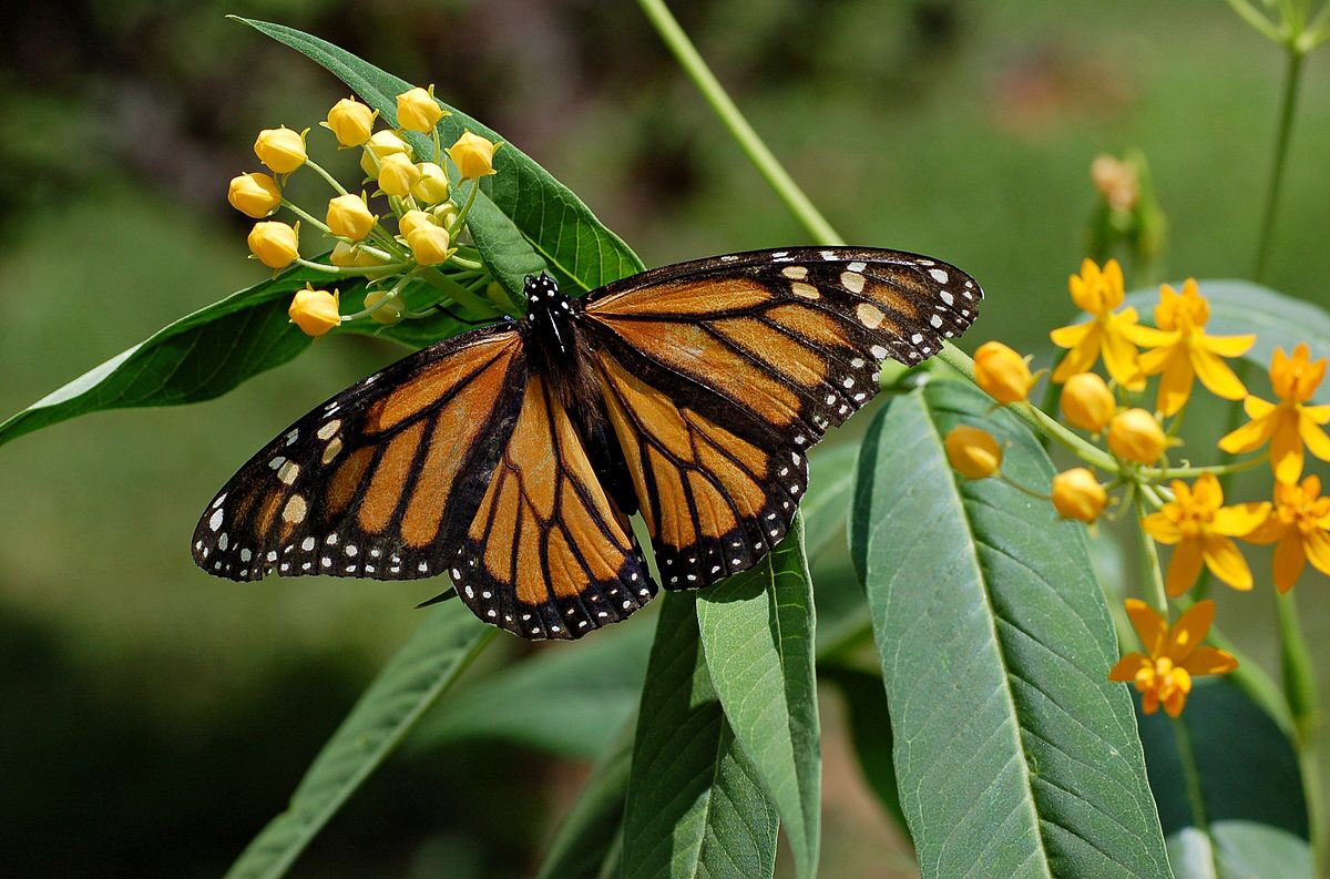 MonarchsFc's tweet photo. Fact🦋: Have you ever heard that monarch butterflies store a poison called Cardiac Glycosides that they had ingested by feeding on the leaves of the milkweed foliage in their lava stage?😃🍁 #Mortonpride https://t.co/snREfvuHn8