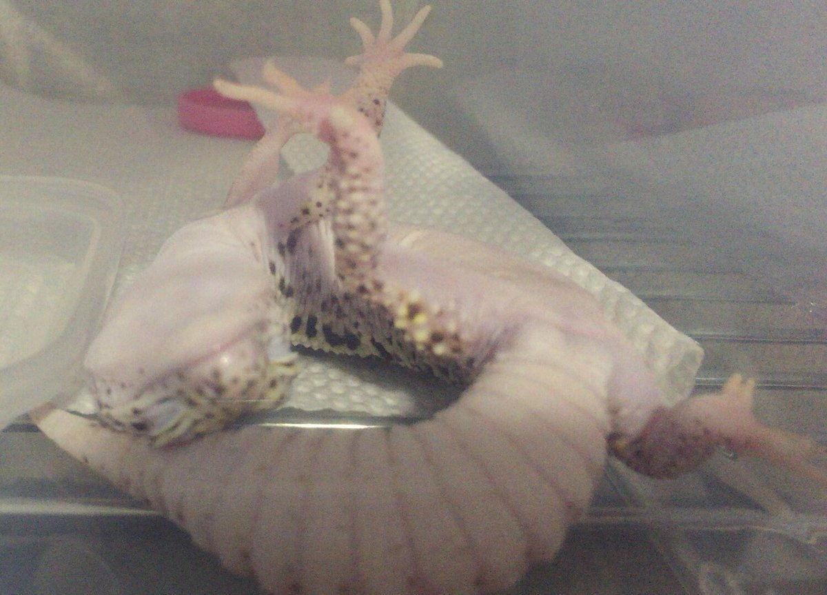 爬虫類から犬猫 小動物 鳥類 虫や魚まで 飼い主の心臓に悪いペットの寝相コンテスト Togetter 爬虫類から犬猫 小動物 鳥類 虫や魚まで 飼い主の心臓に悪いペットの寝相コンテスト Togetter