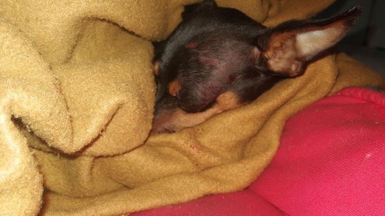 MONYRODRIGUEZOF's tweet photo. Esta perrita fue atropellada ayer por el conductor del @sitpbogota WDG047 ...un agente de @PoliciaBogota hizo un acta pero para variar no pasó nada porque el conductor dijo que no tenía plata y lo dejaron ir! La perrita está regular! Quien responde? @AnimalesBOG @ProteccionPonal https://t.co/NTbOTqJJLJ