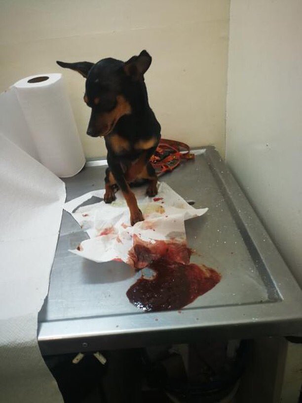 MONYRODRIGUEZOF's tweet photo. Esta perrita fue atropellada ayer por el conductor del @sitpbogota WDG047 ...un agente de @PoliciaBogota hizo un acta pero para variar no pasó nada porque el conductor dijo que no tenía plata y lo dejaron ir! La perrita está regular! Quien responde? @AnimalesBOG @ProteccionPonal https://t.co/NTbOTqJJLJ