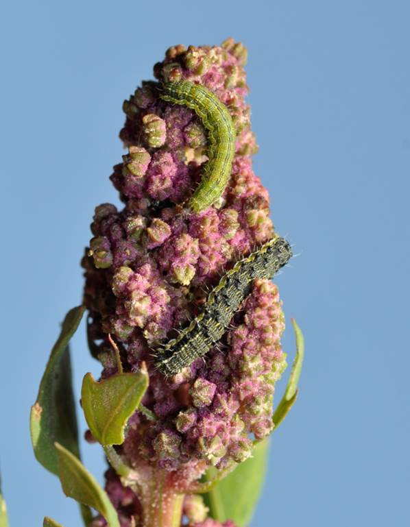 RChorbadjian's tweet photo. La #quinoa puede ser dañada durante su produccion en campo por larvas de #lepidoptera (foto de Helicoverpa sp. en #Colchane por #quinoalab ) https://t.co/YPL8u3jyRR