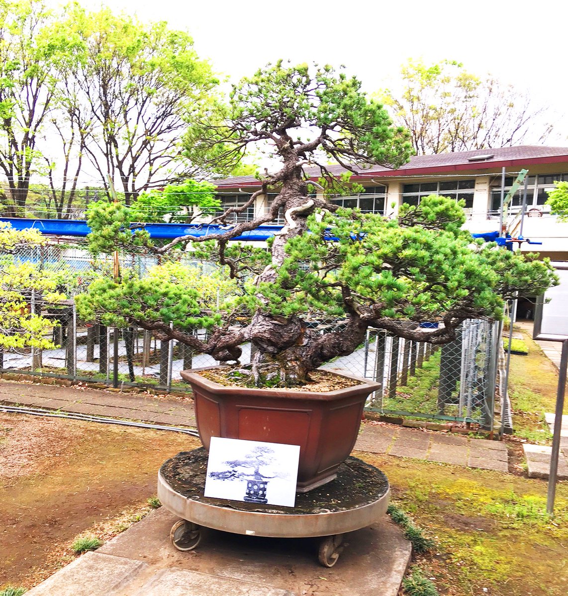 2月13日(火)午後3:00～3:59、NHK_BSプレミアムにて、「皇居の宝物 盆栽