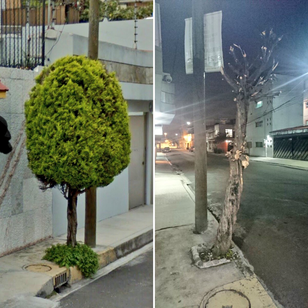 VecinosRI's tweet photo. Según “podaron” este árbol para que haya mas visibilidad en la calle y pues ya se lo echaron. Es urgente que cambiemos nuestro pensamiento de que los árboles sólo sirven para ocultar rateros #noseasgandalla https://t.co/8AxtYtmha4
