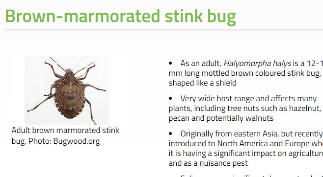 planthealthaust's tweet photo. PEST ALERT: Significant numbers of brown marmorated stink bug found on arrival in Australia in various types of containerised goods arriving from Italy. Find out about emergency measures to prevent it establishing in Australia at https://t.co/yBPEPlzmxM https://t.co/xHRdAXs0P1