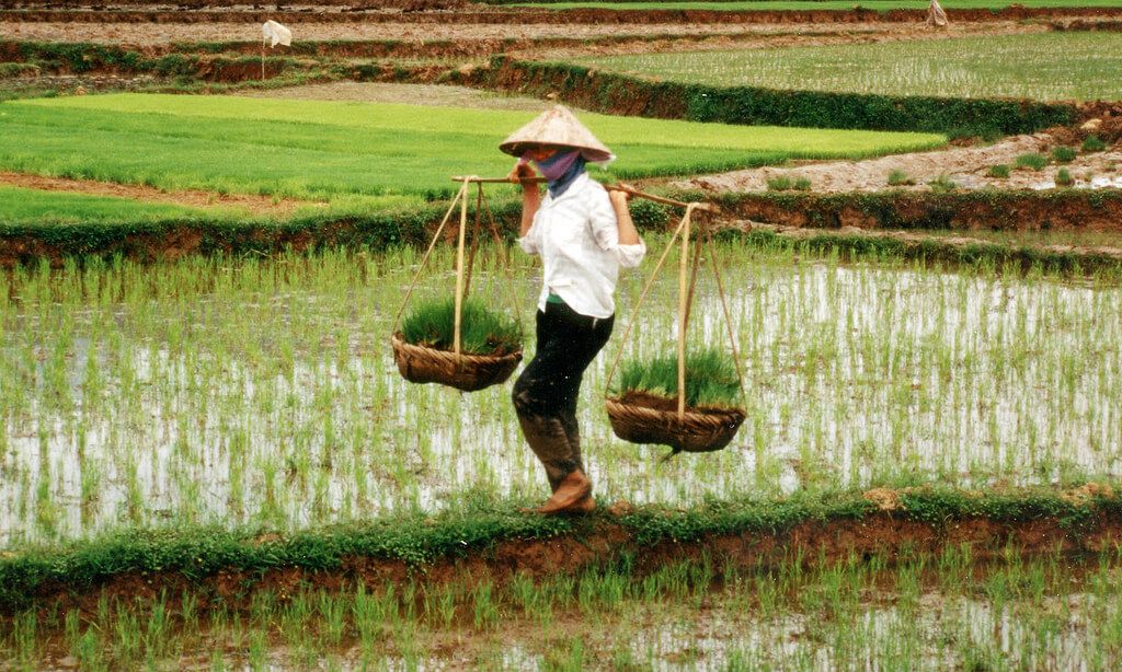 AgUnity's tweet image. Why approved Chinese-developed #GMO rice that boosts yields, reduces pesticide use not available to country's farmers, consumers - buff.ly/2E9NGt2 @GeneticLiteracy @TheGFIA #ImproveYield #Farming