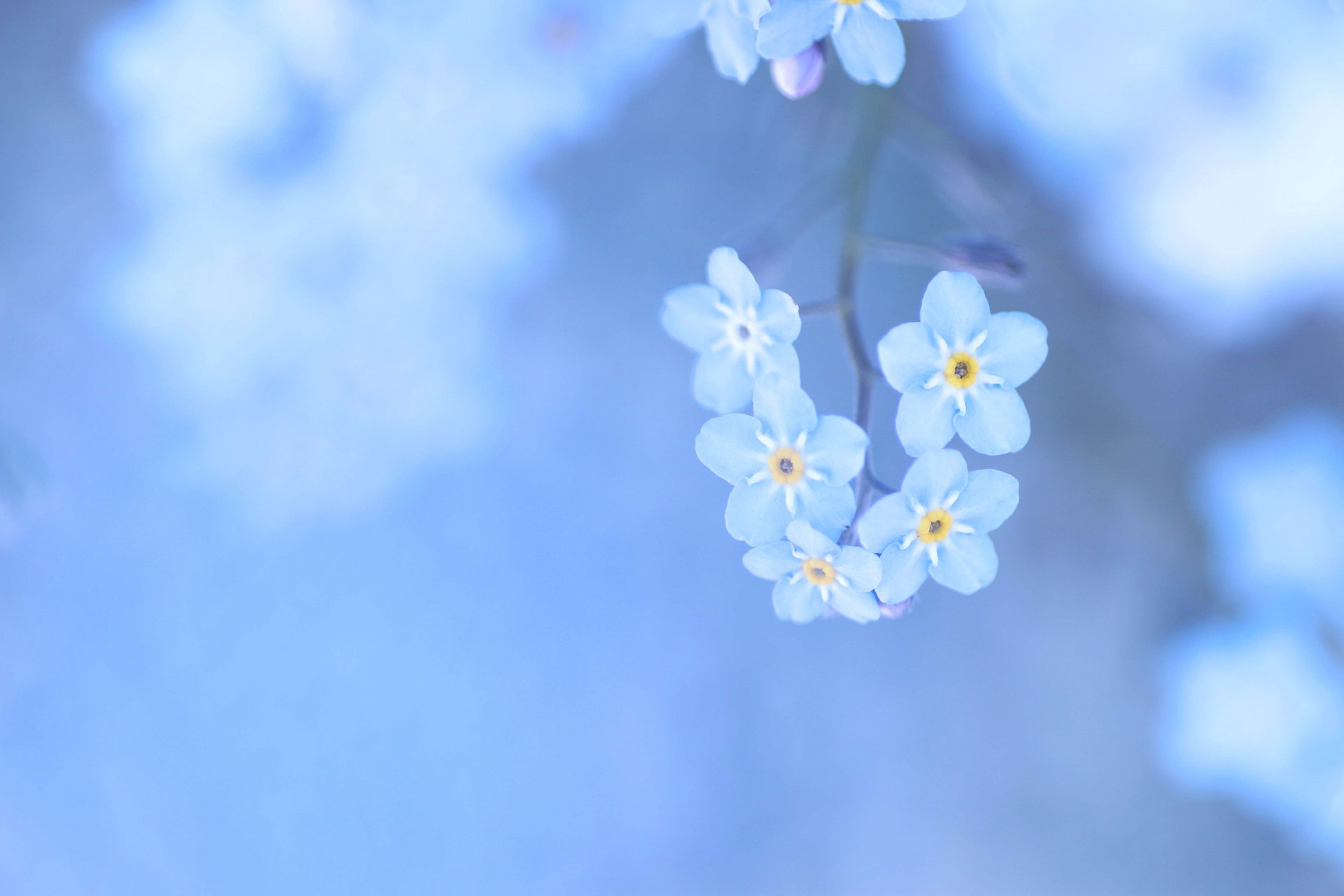 トコハナロジー 勿忘草 ワスレナグサ 切ない恋の花 寒さに強く無数の小花を咲かせます フランスでは友情のシンボルともいわれます 花言葉 真実の友情 私を忘れないで 真実の愛 思い出 T Co Fjajyn2bib Twitter