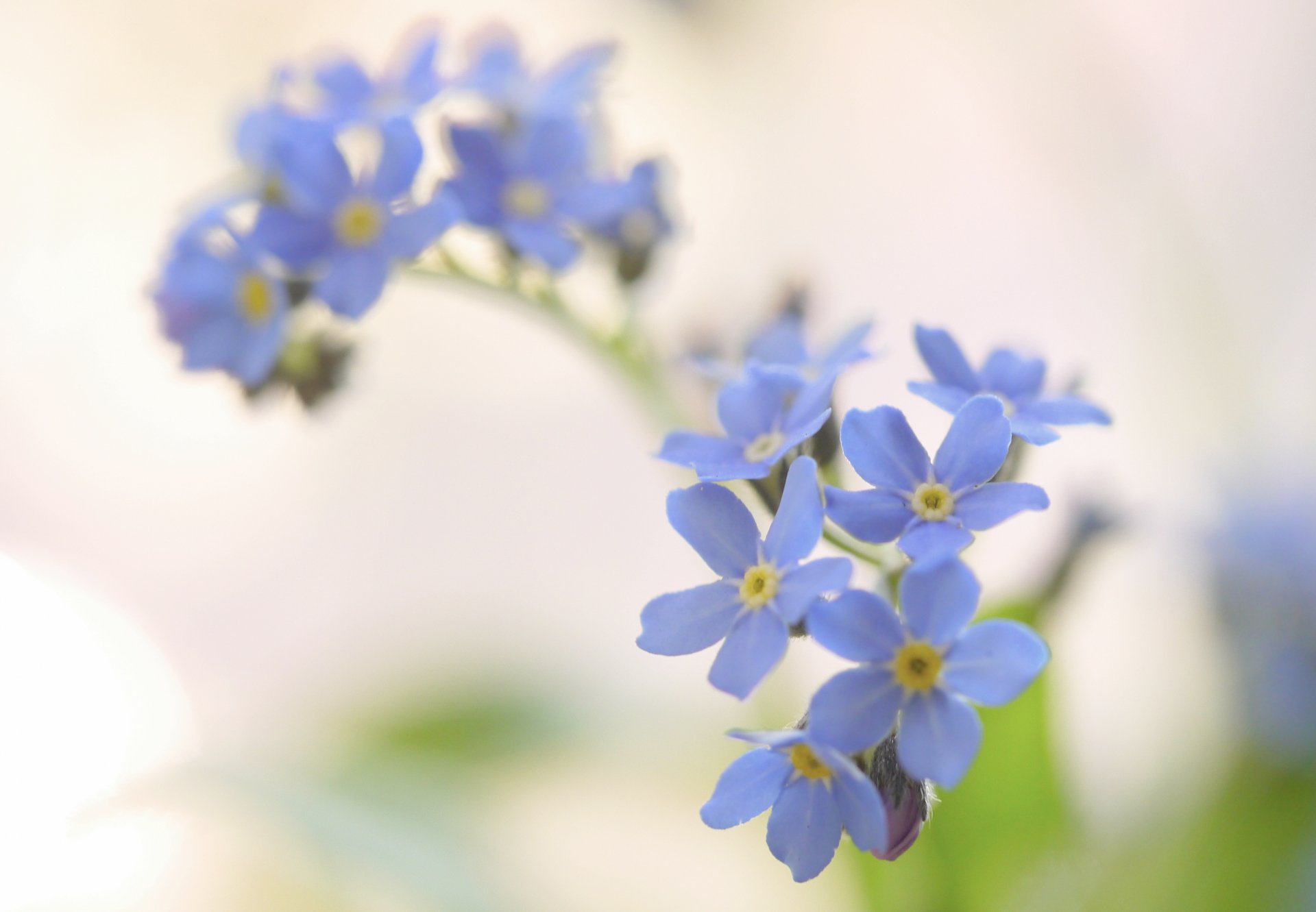 トコハナロジー 勿忘草 ワスレナグサ 切ない恋の花 寒さに強く無数の小花を咲かせます フランスでは友情のシンボルともいわれます 花言葉 真実の友情 私を忘れないで 真実の愛 思い出 T Co Fjajyn2bib Twitter