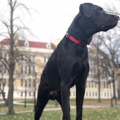 DogsOfOSU tweet picture