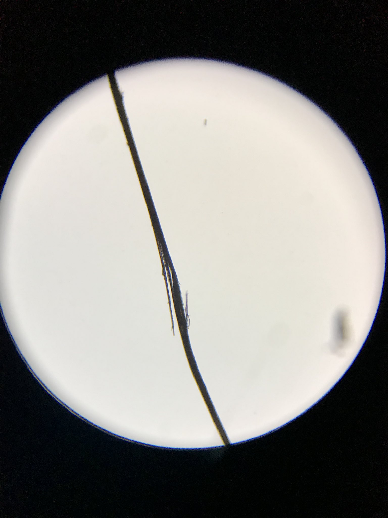 枝毛美術館 در توییتر 切れ毛の切れる前 2連発でお送りします 60倍の世界です 枝毛美術館 Edage Edageartmuseum 枝毛 毛 髪の毛 ヘア ヘアケア Hair ダメージヘア Haircare ヘアセット 美容室 髪 Damagehair Art 顕微鏡 ミクロ Hairstyle