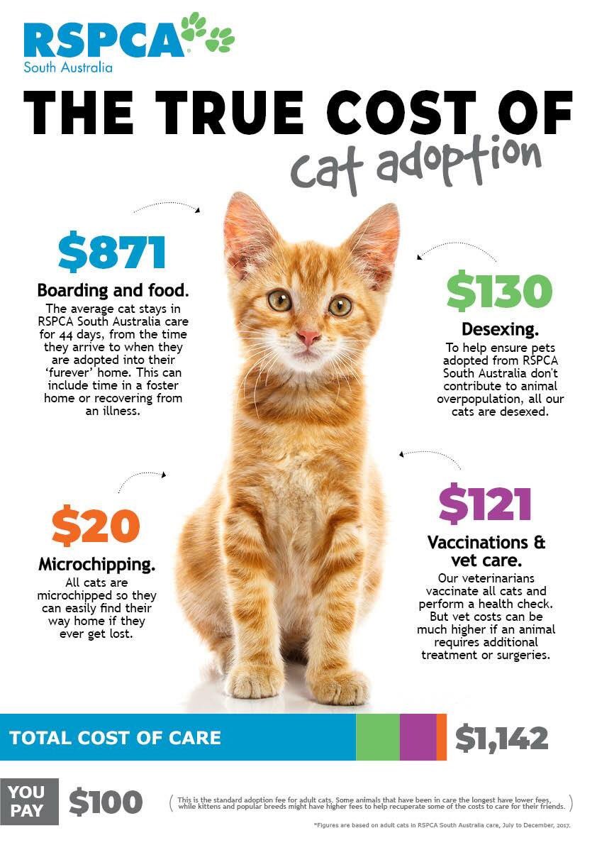 how-much-is-the-adoption-fee-for-a-cat-cat-lovster