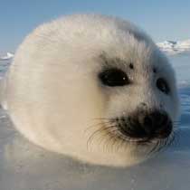 Help us end the seal "hunts" 4 good: Please make a donation today. We're all-volunteer, 501c3 non-profit: harpseals.org/help/donate/in…