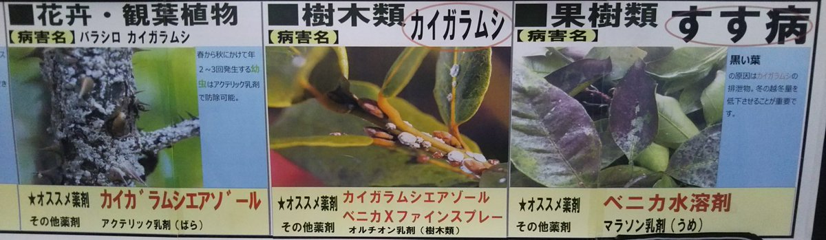 すす病 すす病
