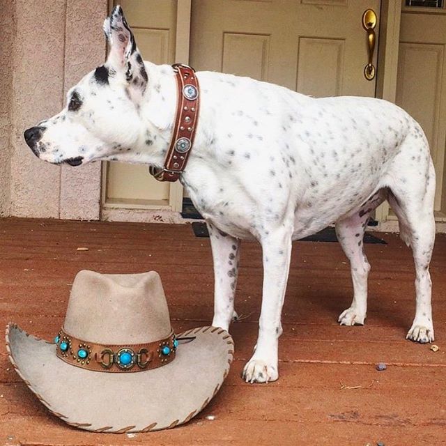 Pacocollars's tweet photo. A cowgirl's gotta coordinate... 🌷repost 📸: @tulip.the.heeler #pacocollars #cowgirl #cowdog #cowpoke #mesacollar #mesa #southwestern #customcollar #dogcollar #designercollar #tulip https://t.co/YKR7IndPGg
