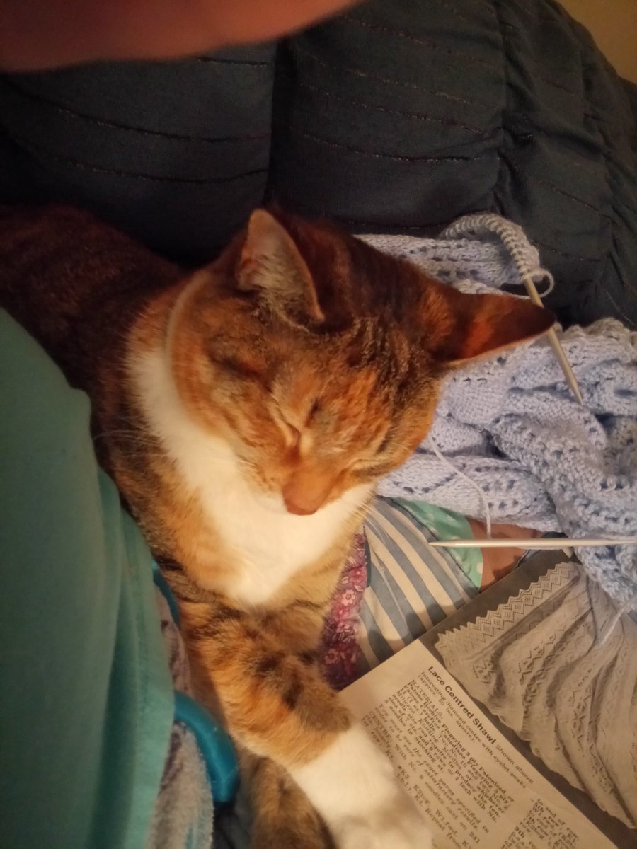 Dory is trying to distract me from knitting.