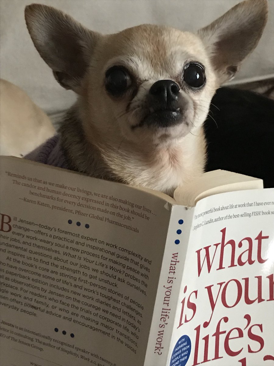 KJustice0114's tweet photo. Literacy Week Challenge 4: Reading with my dog, “Lulu!” This one was tricky! https://t.co/BOIS6U8CAz