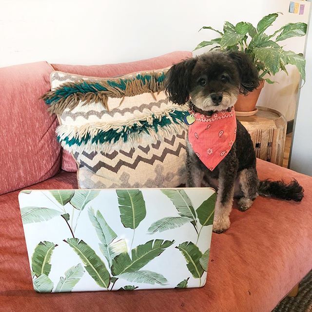 TheAmandaWeiss's tweet photo. My dog has more aesthetic than me. 🌴 #andimokwithit #shebasic #theworkgrind #dogsofla https://t.co/VNCDO1EM2L